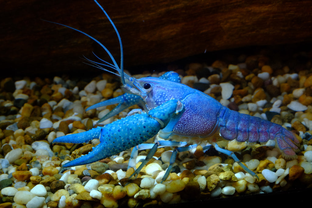 freshwater aquarium lobster
