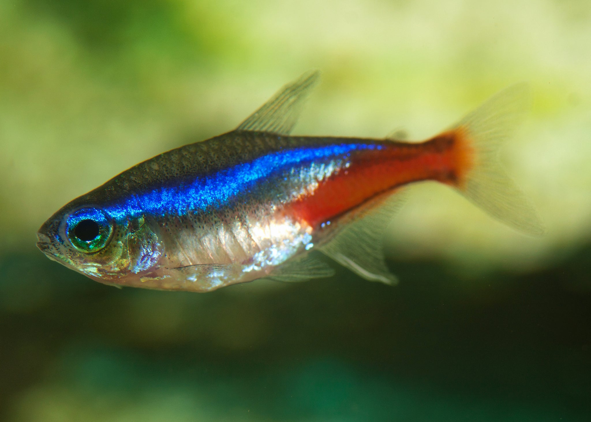 Neon Tetra: The Vibrant Choice for Your Aquarium, by Pet Pageant, Jan,  2024