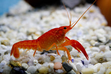 Invertebrates | Orange Lobster