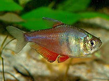 Tetra | Flame Tetra