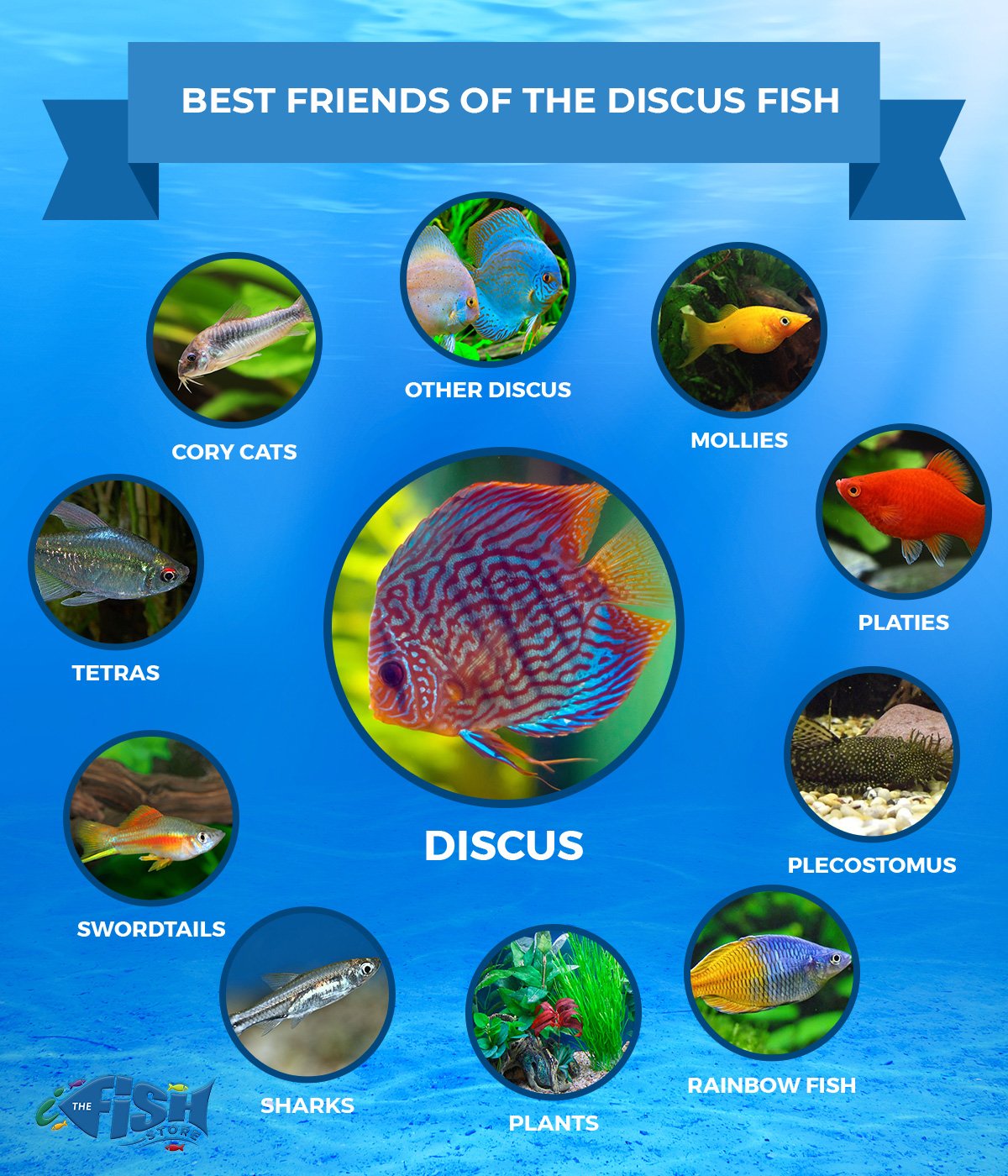 Best Friends of the Discus Fish: Other Discus, Mollies, Platies, Plectostomus, Rainbow Fish, Plants, Sharks, Swordtails, Tetras, Cory Cats